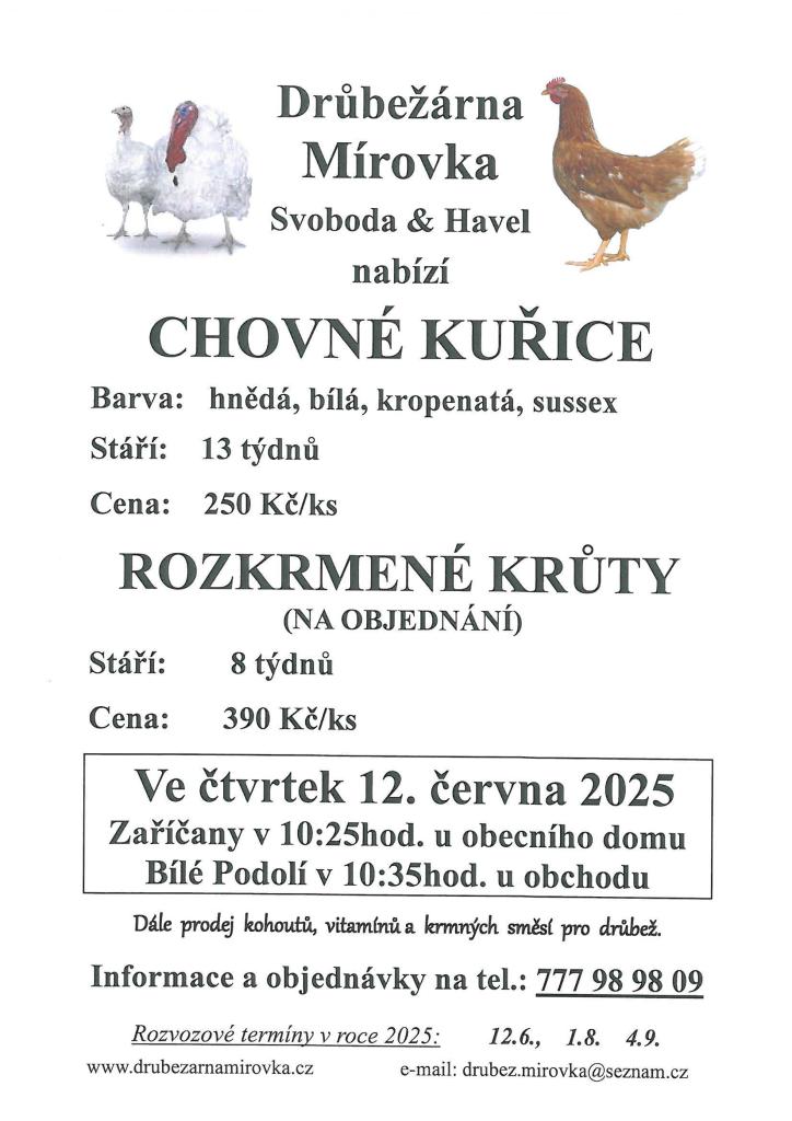 Chovné kuřice