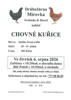 Chovné kuřice 